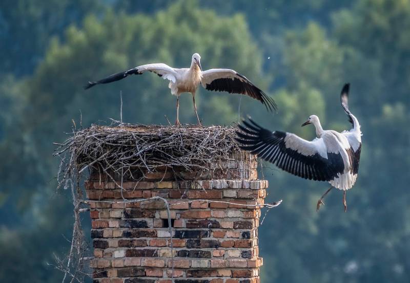 Professional Chimney Animal Removal Services in Edgemere, Maryland