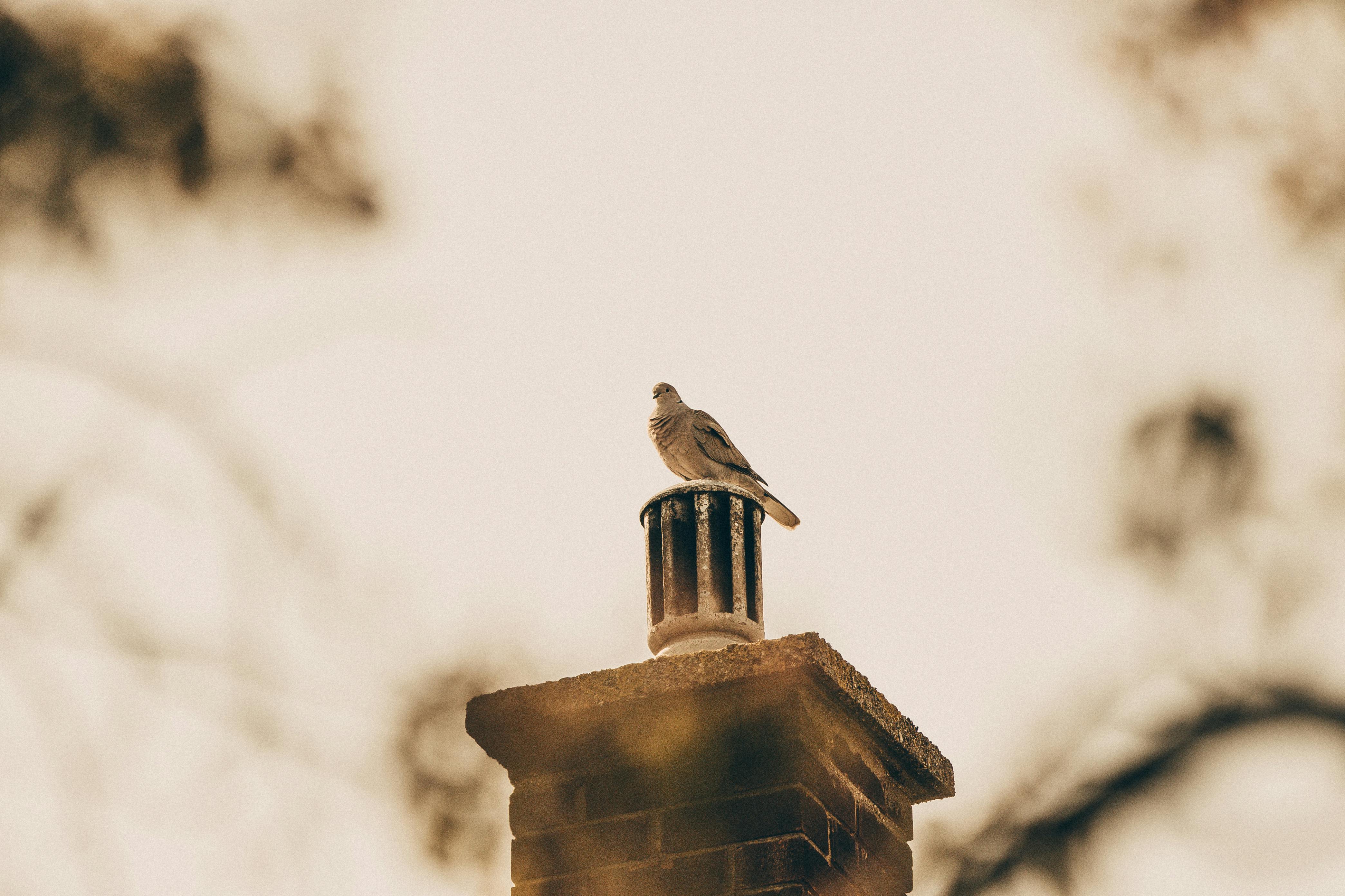Expert Chimney Cap Installation in Edgemere, Maryland
